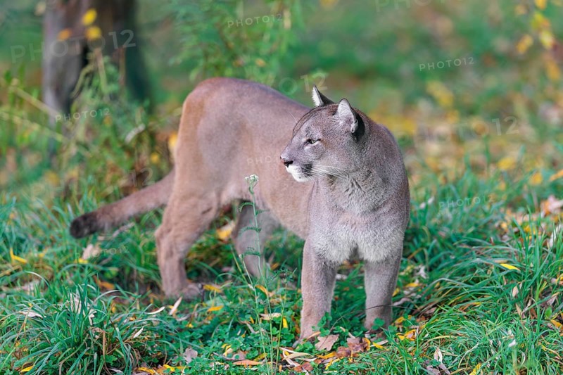 A male cougar (Puma concolor) stands in tall grass in a forest, looking around. W USA, S Canada, Central and S America