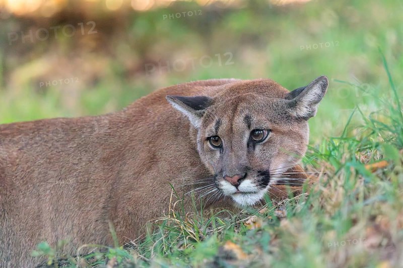 A male cougar (Puma concolor) crouches in tall grass in a forest. Western USA, southern Canada, Central and South America