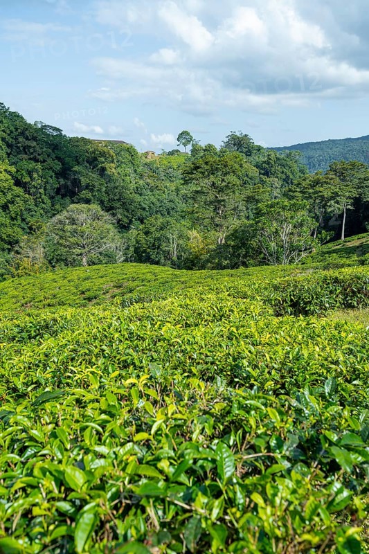 Tea plantation on hills between tropical rainforest, Amani Nature Forest Reserve, Eastern Usambara Mountains, Tanga, Tanzania