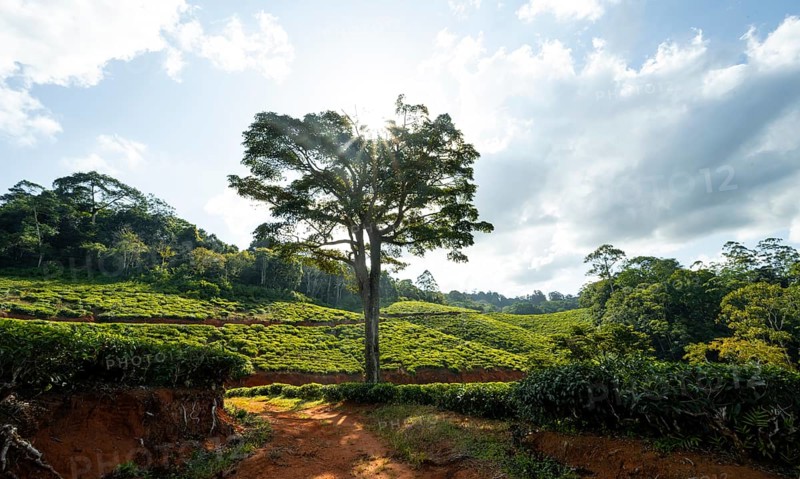 Tea plantation on hills between tropical rainforest, Amani Nature Forest Reserve, Eastern Usambara Mountains, Tanga, Tanzania