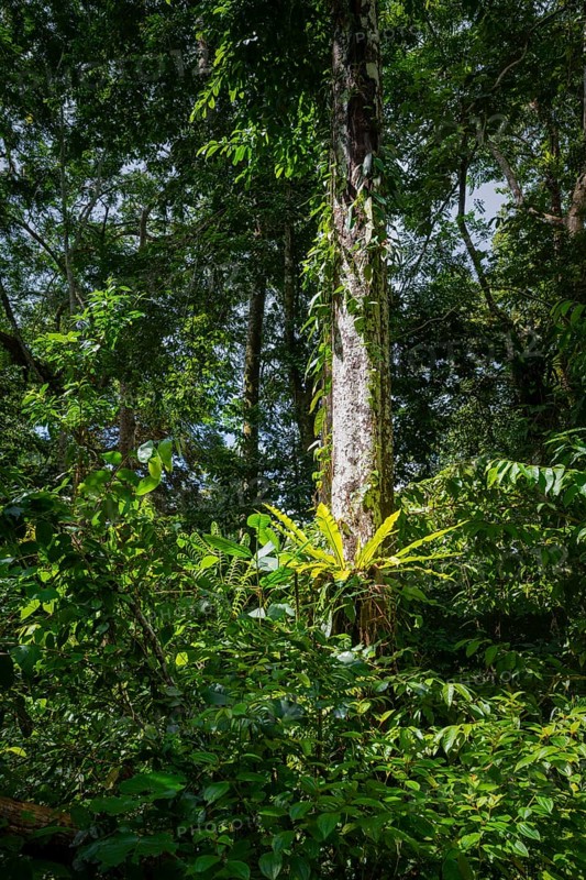 Dense vegetation in tropical rainforest, Amani Nature Forest Reserve, Tanga, Tanzania