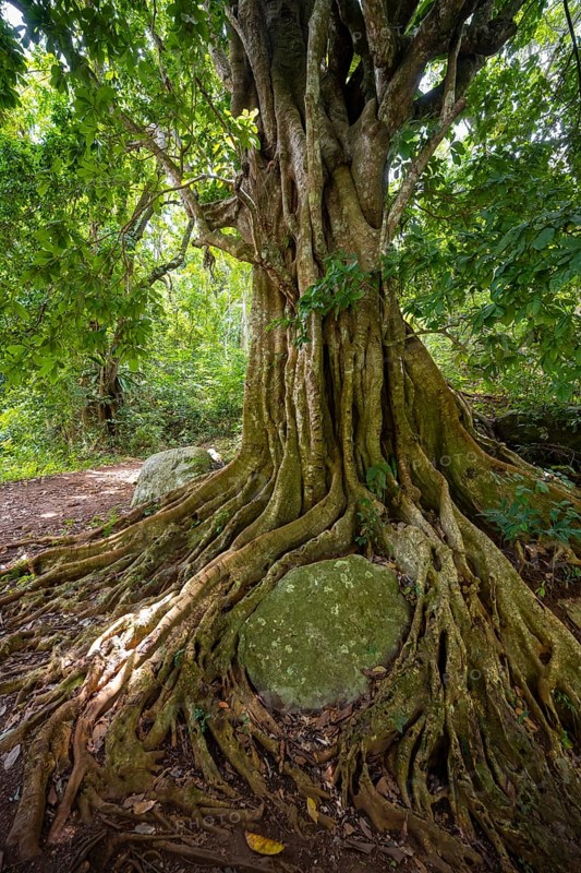 The roots of a fig tree surround a rock, tropical rainforest, Amani Nature Forest Reserve, Tanga, Tanzania