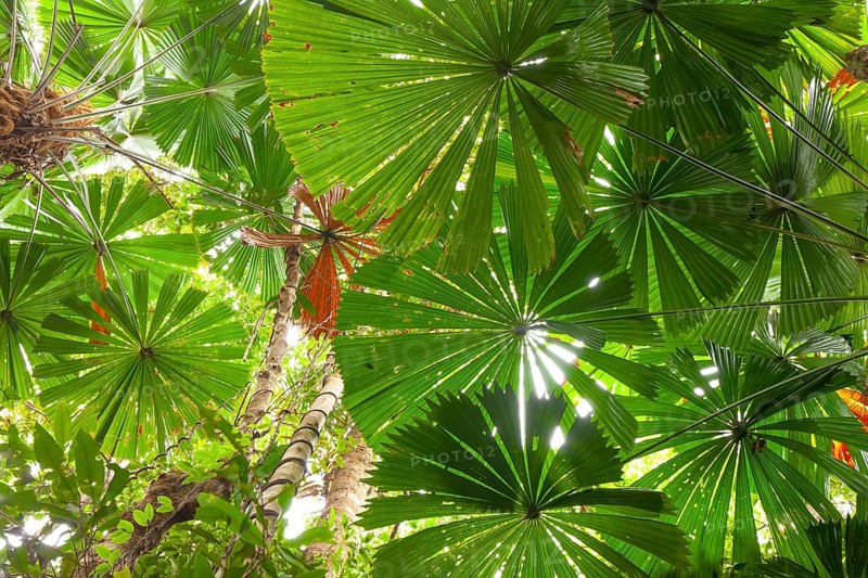 Australian fan palms in sunny rainforest on the way to Mount Sorrow in Daintree National Park Queensland, Australia