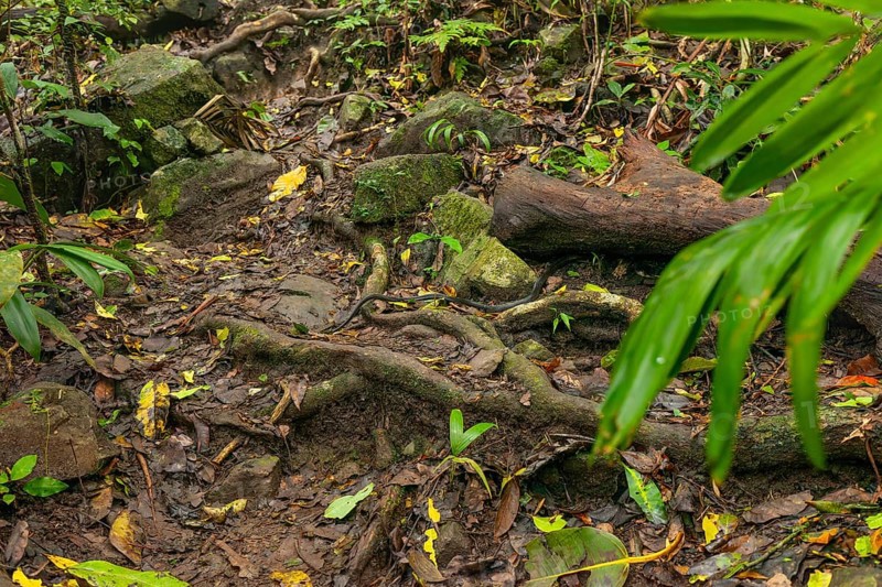 Queue on hiking trail to Mount Sorrow summit, Daintree National Park, Queensland, Australia