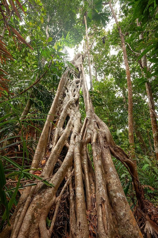 Mighty strangle tree in the tropical rainforest of Daintree National Park, Queensland, Australia