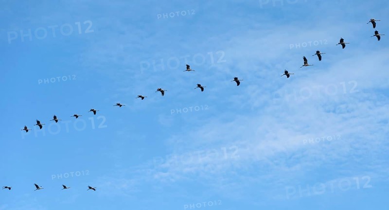 Cranes flying in formation (Grus grus), DarÃŸ, Mecklenburg-Western Pomerania, Germany