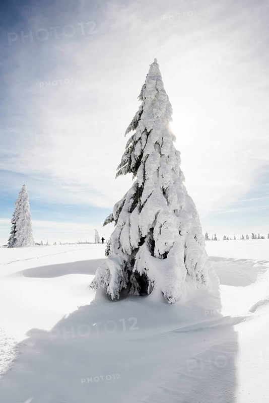 Snow-covered fir trees in sunshine, StÃ¼benwasen, Feldberg, Todtnauberg, Black Forest, Baden-WÃ¼rttemberg, Germany