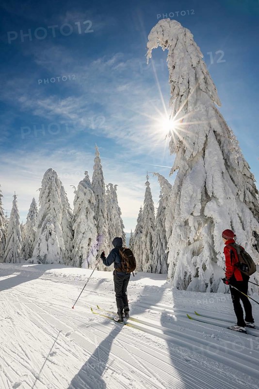 Snow-covered firs and cross-country skiers, StÃ¼benwasen, Feldberg, Todtnauberg, Black Forest, Baden-WÃ¼rttemberg, Germany