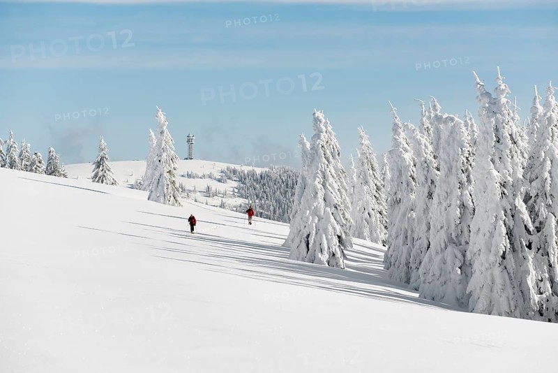 Snow-covered fir trees and snowshoe hikers, StÃ¼benwasen, Feldberg, Todtnauberg, Black Forest, Baden-WÃ¼rttemberg, Germany