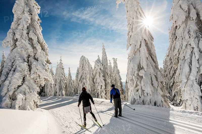 Snow-covered firs and cross-country skiers, StÃ¼benwasen, Feldberg, Todtnauberg, Black Forest, Baden-WÃ¼rttemberg, Germany