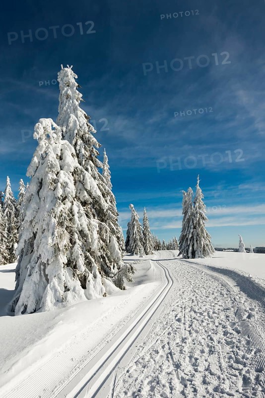 Snow-covered fir trees and cross-country skiing trail and winter hiking trail, StÃ¼benwasen, Feldberg, Todtnauberg, Black Forest, Baden-WÃ¼rttemberg, Germany