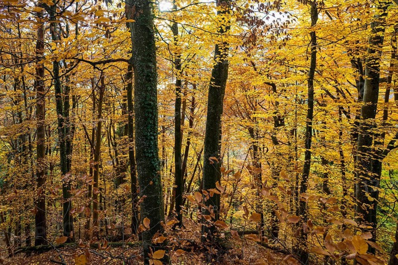 Autumn forest, near Ãœberlingen, Lake Constance, Baden-WÃ¼rttemberg, Germany