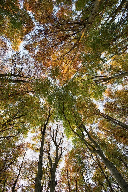 Autumn forest, view of the treetops from below, Schauinsland, Freiburg im Breisgau, Black Forest, Baden-WÃ¼rttemberg, Germany