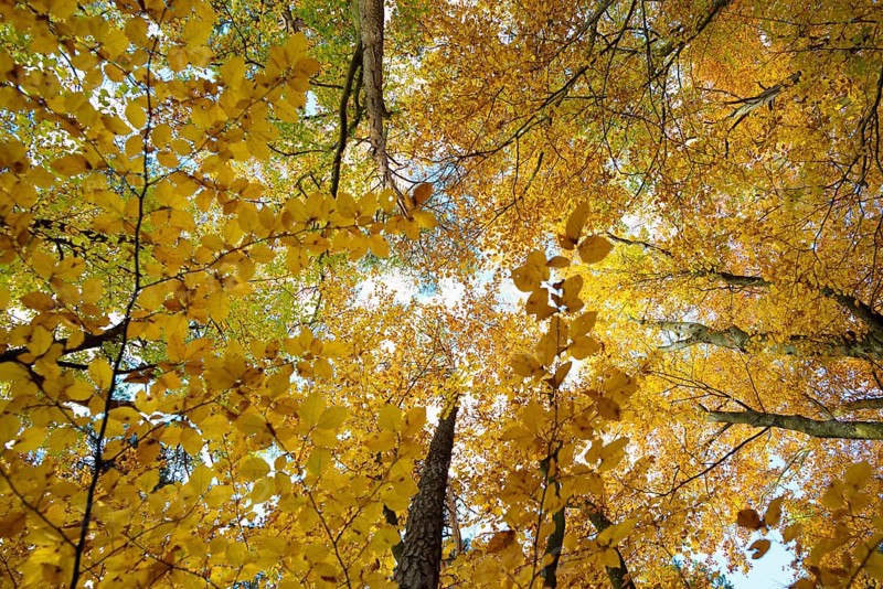 Autumn forest, view of the treetops from below, Schauinsland, Freiburg im Breisgau, Black Forest, Baden-WÃ¼rttemberg, Germany
