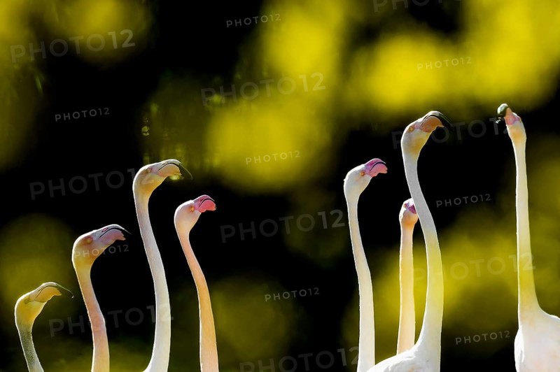 Pink flamingos, Phoenicopterus ruber-roseus