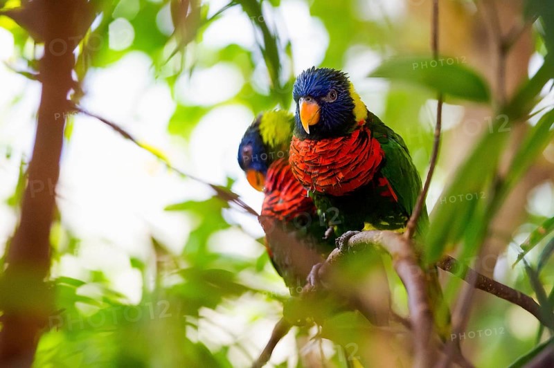 Parrot, colorful, all-color lory, Trichoglossus haematodus