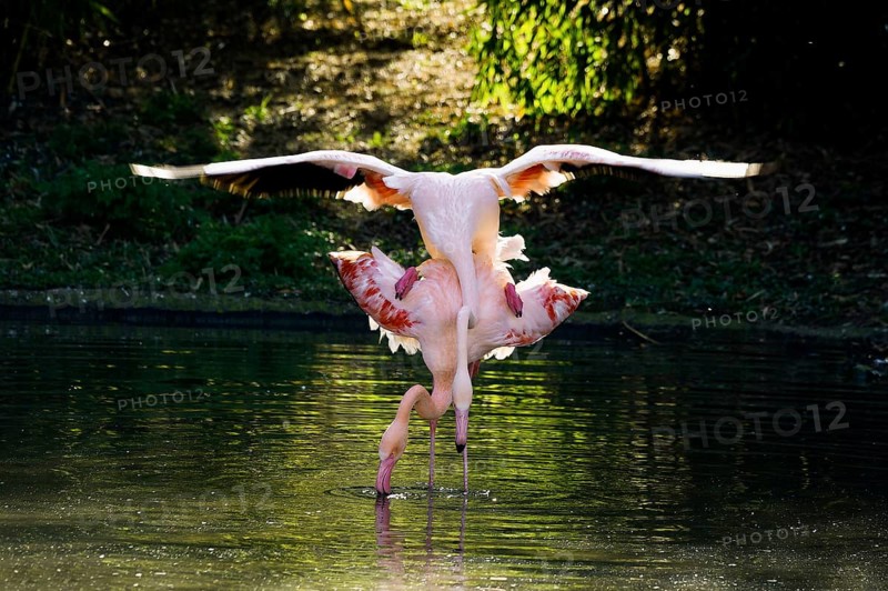 Pink flamingos, Phoenicopterus ruber-roseus, mating