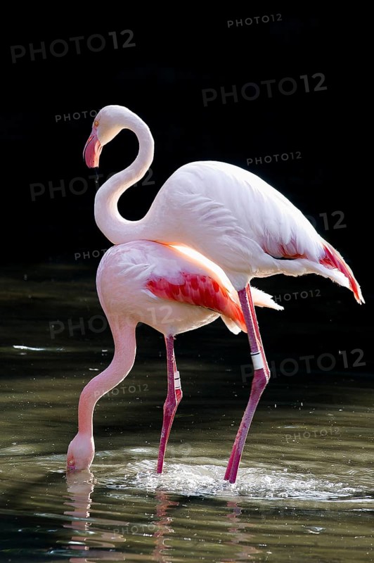 Pink flamingos, Phoenicopterus ruber-roseus