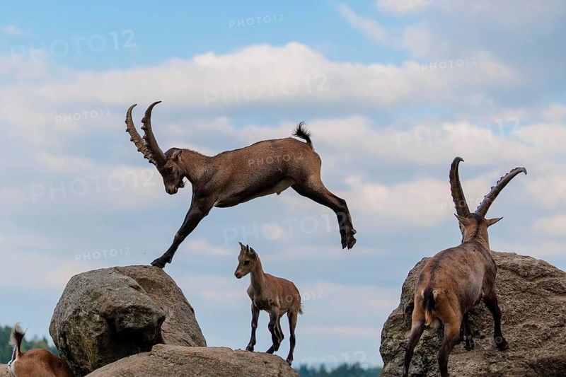 A male ibex (Capra ibex) jumps from rock to rock. A blue sky with clouds can be seen in the background. Carinthia, Austria