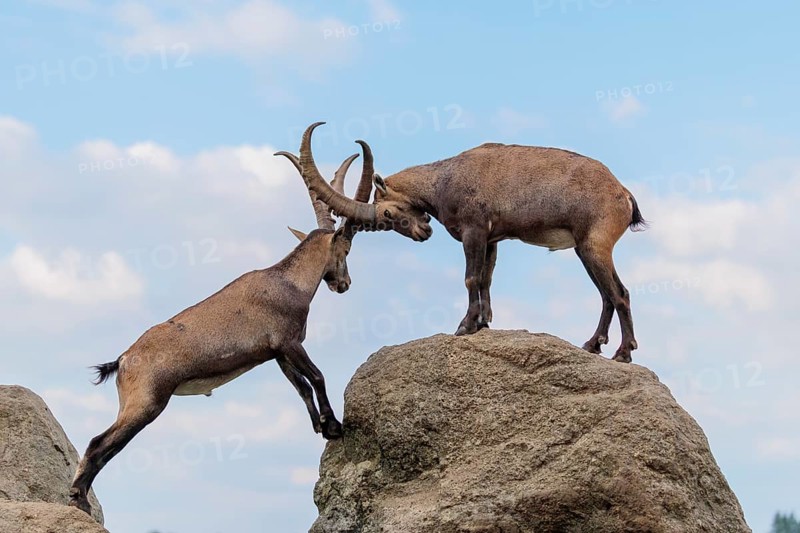 Two male ibexes (Capra ibex) stand facing each other on a rock and playfully fight with each other. A young ibex watches the scene. A blue sky with clouds can be seen in the background. Carinthia, Austria