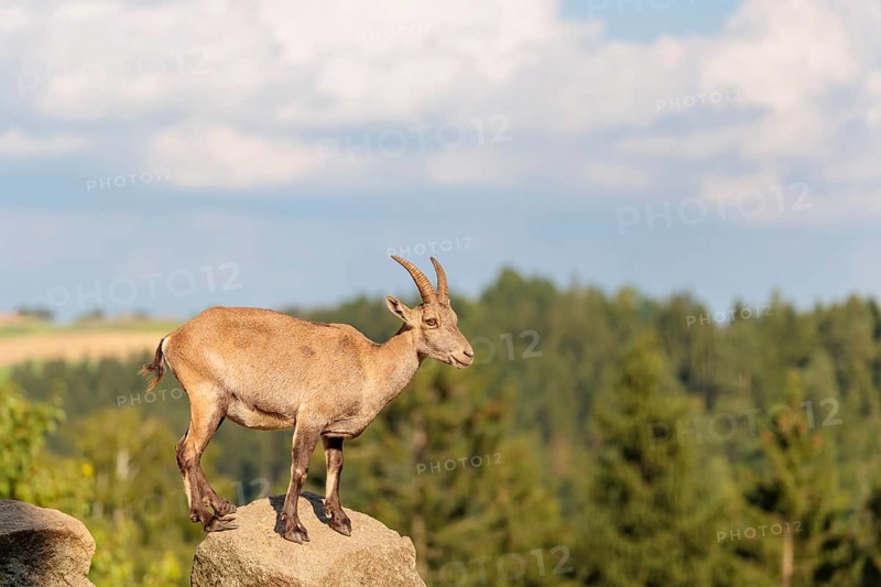 A female ibex (Capra ibex) stands on a rock on a sunny day. A blue sky with clouds and a forest can be seen in the background. Carinthia, Austria