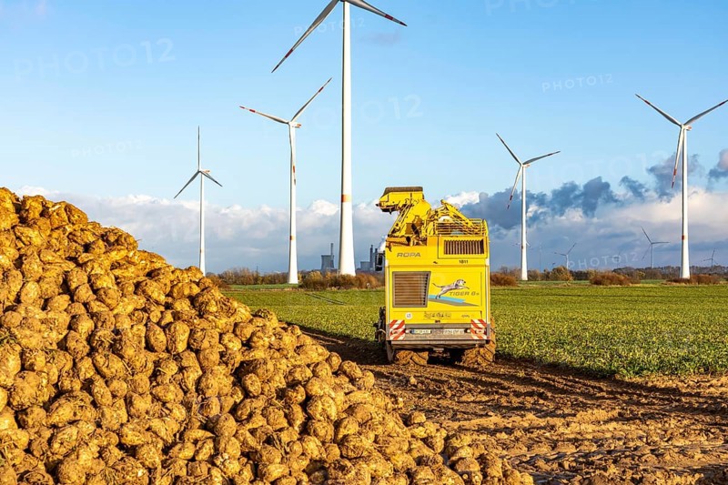 Sugar beet harvest, with an automatic, digitized, Ropa Tiger S6 sugar beet harvester, near Grevenbroich, North Rhine-Westphalia, Germany
