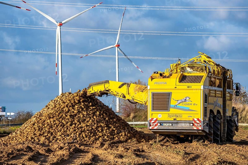 Sugar beet harvest, with an automatic, digitized, Ropa Tiger S6 sugar beet harvester, depositing crops piled up at the edge of the field as rent, near Grevenbroich, North Rhine-Westphalia, Germany
