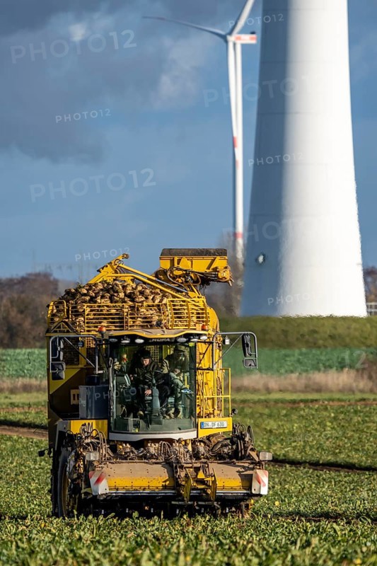 Sugar beet harvest, with an automatic, digitized, Ropa Tiger S6 sugar beet harvester, near Grevenbroich, North Rhine-Westphalia, Germany