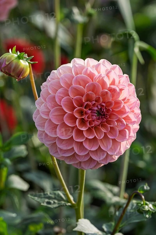 Dahlias (Dahlia), MÃ¼nsterland, North Rhine-Westphalia, Germany