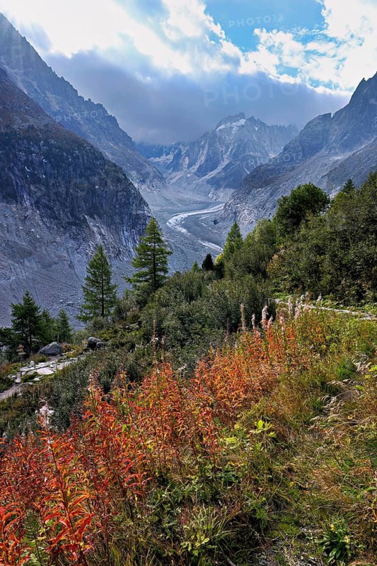 A group of autumn-colored narrow-leaved willow herbs (Epilobium angustifolium), behind the glacial tongue of Mer de Glace, Mont-Blanc, Chamonix-Mont-Blanc, Haute-Savoie, France