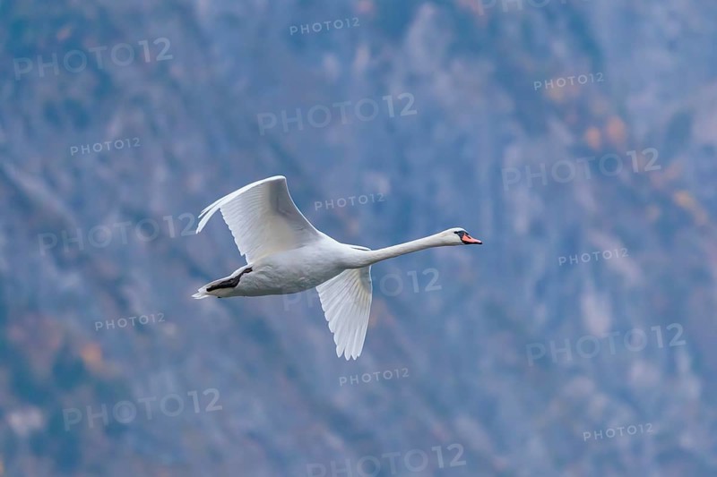 A mute swan (Cygnus olor) flies over a lake. In the background, a mountain forest can be seen in autumnal colors. Upper Austria