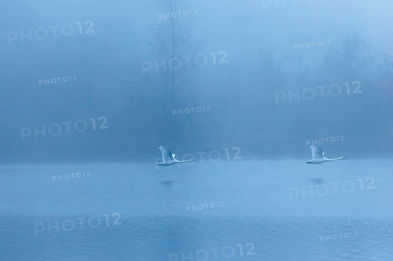 Two mute swans (Cygnus olor) fly over a lake on a cold and foggy morning. In the background, a forest is barely visible. Upper Austria