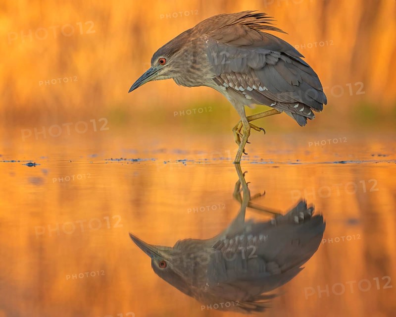 Night heron (Nycticorax nycticorax) young bird hunting in reeds, fishing, sunrise, shallow water zone, shore zone, reed belt, morning light, reflection, mirror-smooth water, windless, Kiskunsag National Park, Hungary