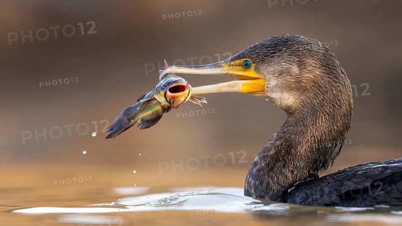 Cormorant (Phalacrocorax carbo) with catfish as prey, hunting, fishing, successful, black dwarf catfish (Ameiurus melas), eating, invasive species, hunting scene, sunrise, morning light, Kiskunsag National Park, Hungary