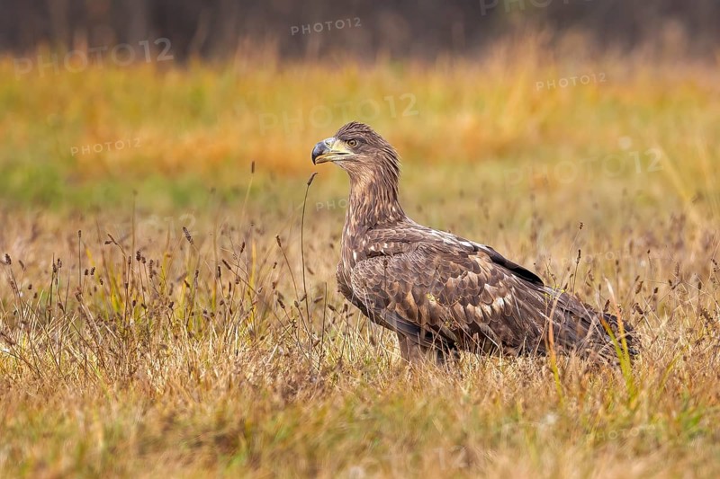 White-tailed eagle (Haliaeetus albicilla) young bird hunting, foraging on the ground, hunting, fleeing, bird of prey, water-rich landscape, Saxony-Anhalt, Germany