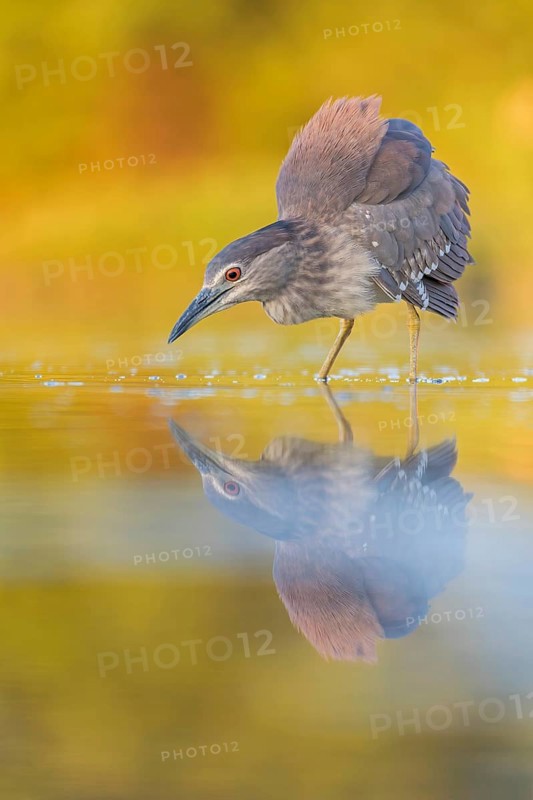 Night heron (Nycticorax nycticorax) young bird hunting in reeds, fishing, sunrise, shallow water zone, shore zone, reed belt, morning light, reflection, mirror-smooth water, windless, Kiskunsag National Park, Hungary
