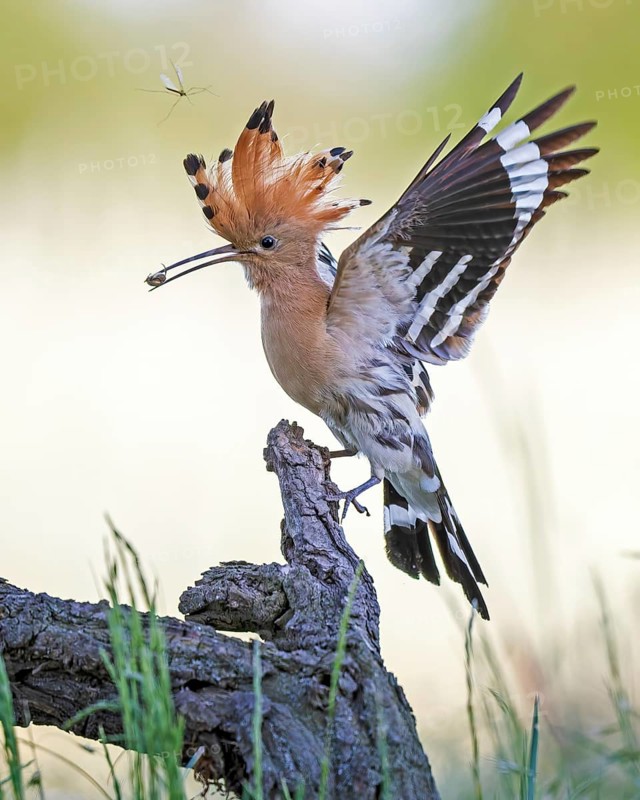 Hoopoe (Upupa epops) bird of the year 2022, male with food for the female or young birds, bridal gift, prey, foraging, interaction, landing on branch, raised hood, sunrise, interaction, food delivery, climate change, Middle Elbe biosphere reserve, Saxony-Anhalt, Germany