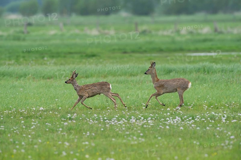 Deer (Capreolus capreolus) roebuck in meadow terrain, changes winter to summer fur, North Rhine-Westphalia, Germany