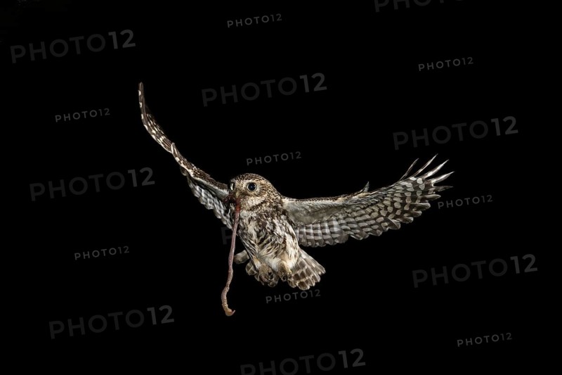 Little owl (Athene noctua), approaching the brood cave with earthworm, North Rhine-Westphalia, Germany
