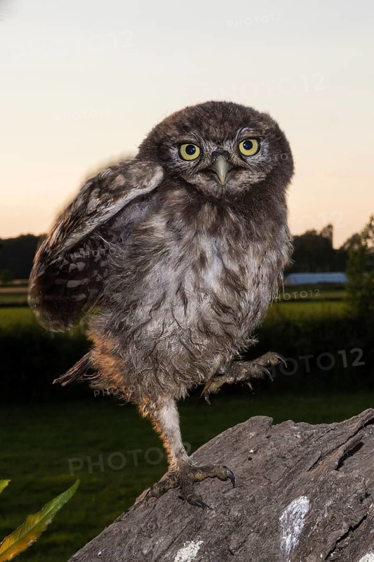 Little owl (Athene noctua), Young little owl sitting down, North Rhine-Westphalia, Germany