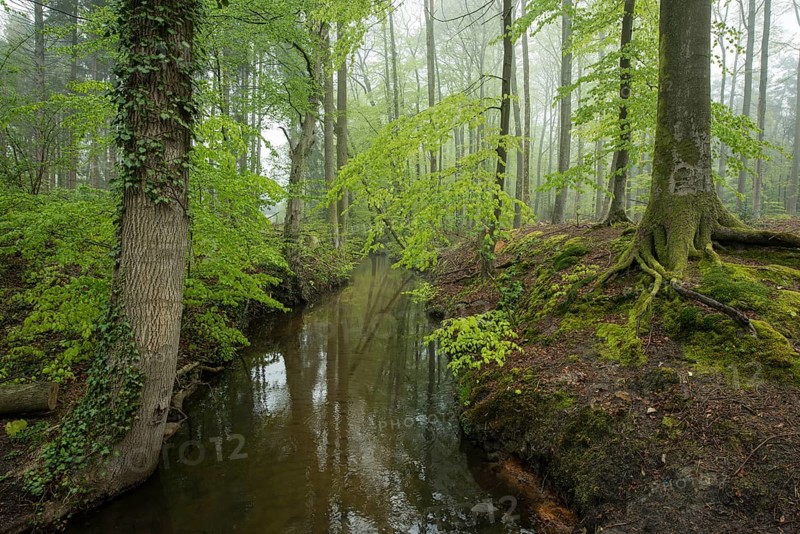 Red beech forest (Fagus sylvatica) and stream in spring, North Rhine-Westphalia, Germany