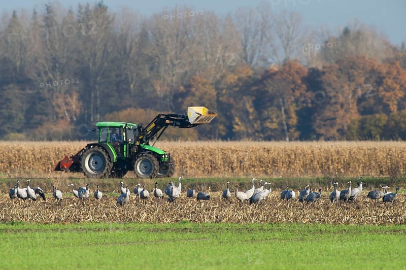 Cranes (grus grus) while resting on the train heading south looking for food in a harvested corn field, tractor in the background, North Rhine-Westphalia, Germany