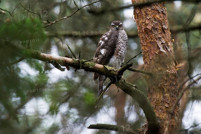 Sparrowhawk (Accipiter nisus) female sitting near the nest, North Rhine-Westphalia, Germany