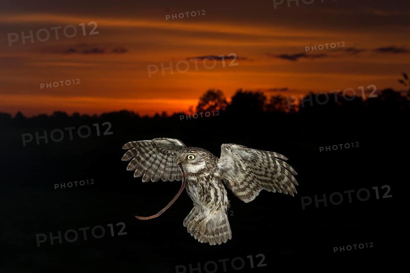 Little owl (Athene noctua), stone owl with earthworm approaching the brood cave at dusk, North Rhine-Westphalia, Germany