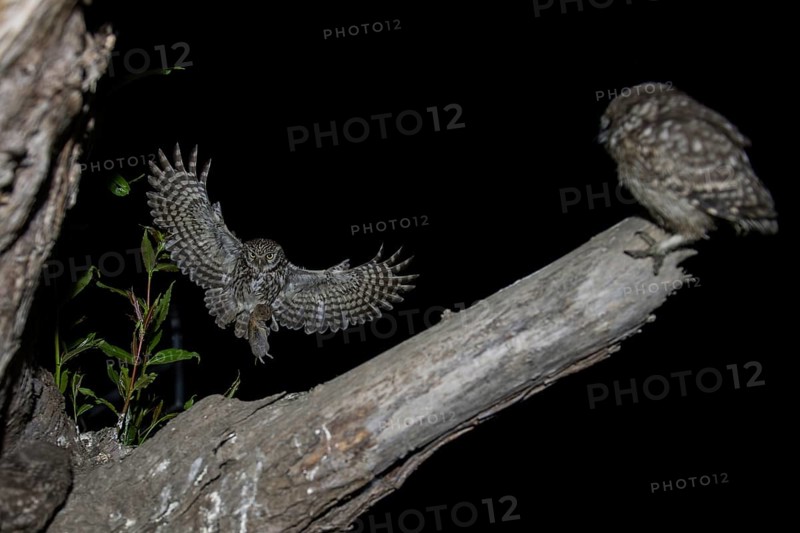 Little owl (Athene noctua), stone owl with mouse approaching the young bird, North Rhine-Westphalia, Germany