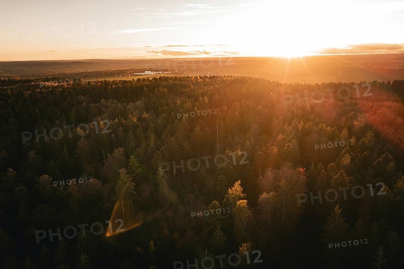 Dense forest in golden sunset light, quiet landscape, Calw district, Germany