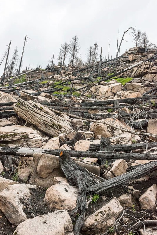 Burnt forest, lying and standing charred trees and tree stumps, gloomy, barren, new greenery, saplings growing, forest fire area on KÃ¶nigsberg, common spruce (Picea abies), also common spruce, red spruce, fallen over, forest rejuvenation, forest death, dead wood, rock, drought, heat, climate change, climate disaster, bare, view from the Harzer Schmalspurbahn, Brockenbahn, low mountain ranges, nature reserve, Harz National Park, Ostharz, Harz district, Saxony-Anhalt, Germany