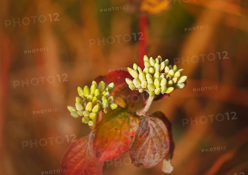 Blood-red dogwood (Cornus sanguinea), branch with buds, alienation, North Rhine-Westphalia, Germany