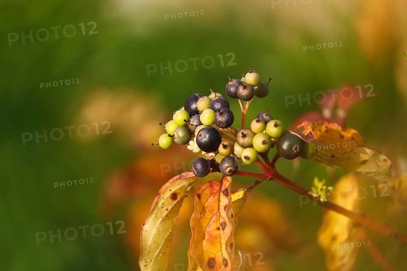 Blood-red dogwood or red dogwood (Cornus sanguinea), branch with berries in autumn, alienation, North Rhine-Westphalia, Germany