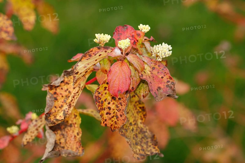Blood-red dogwood (Cornus sanguinea), branches with buds, North Rhine-Westphalia, Germany